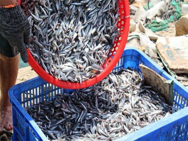 Fish Sauce Factory In Phu Yen